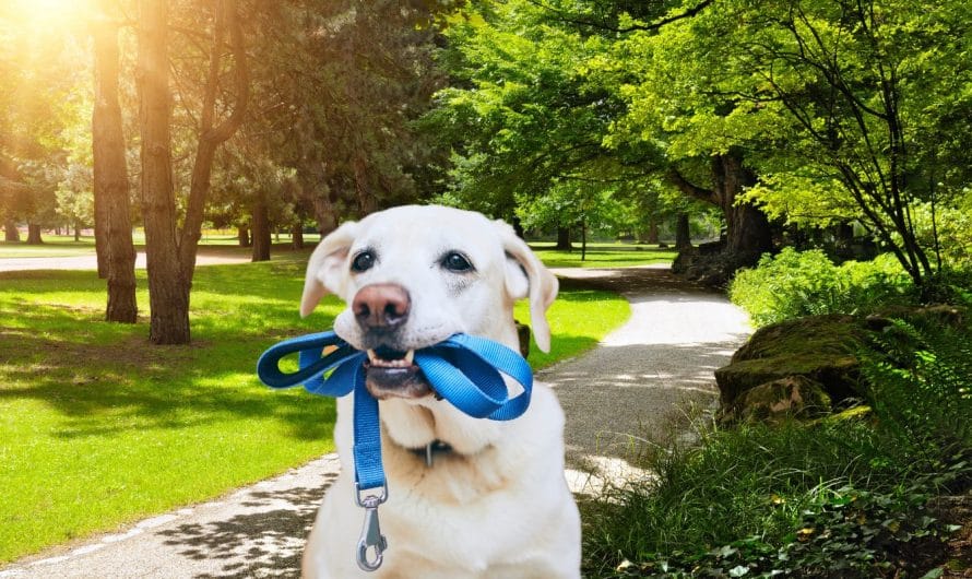 Les 7 meilleurs endroits pour promener votre chien à Toulouse